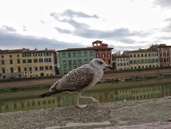 Seagull perching on retaining wall in city against sky