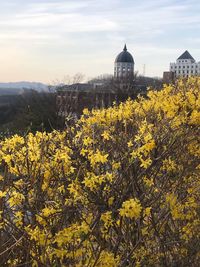 Yellow flowers growing on field by building against sky