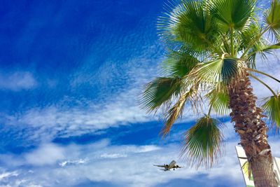 Low angle view of palm tree against blue sky