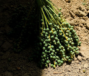 Close-up of fruits growing on field