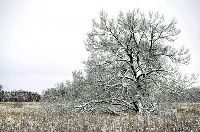 Bare trees on field