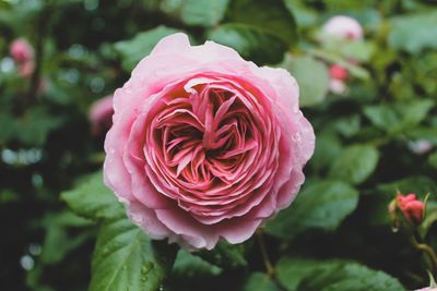 Close-up of pink rose