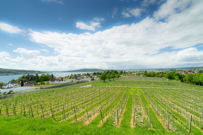 Scenic view of agricultural field against sky