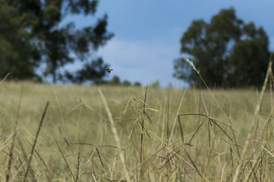 Close-up of grass on field against clear sky