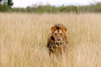 Lioness sitting on field