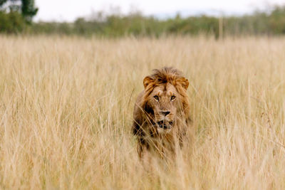 Eye contact with a lion in the masai mara in kenya hiding in the tall grass