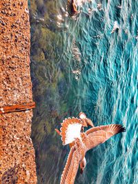 High angle view of fish swimming in sea