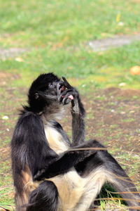 Close-up of monkey sitting on grass