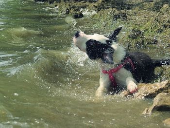 Dog in river