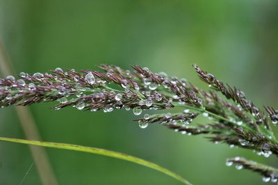 Close-up of water drops on leaf