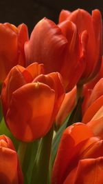 Close-up of red tulips