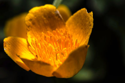 Close-up of yellow rose flower