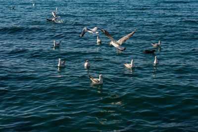 Seagulls flying over sea