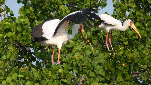 View of birds on tree trunk