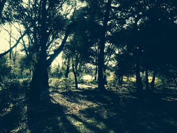 Trees growing in sunlight