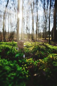 Surface level of trees in forest