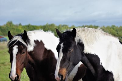 Horses in the field