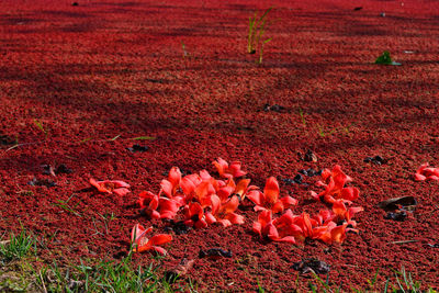 High angle view of red flowering plant on field