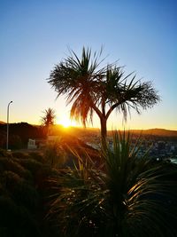 Palm tree against sky during sunset