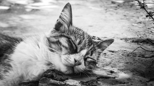 Close-up of a cat sleeping