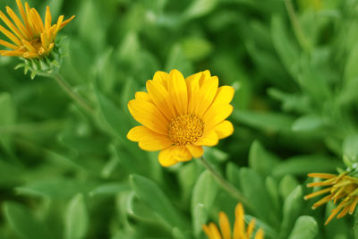 Close-up of yellow flower blooming outdoors