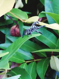 Close-up of butterfly on leaf