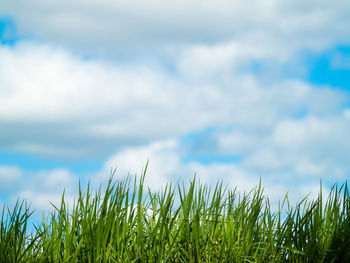 Close-up of grass on field against sky