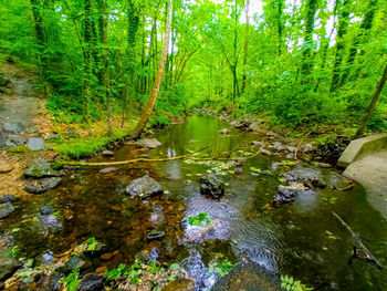 Reflection of trees in water