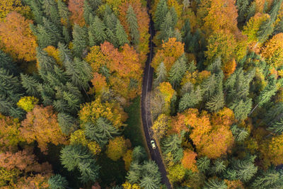 High angle view of pine trees in forest during autumn