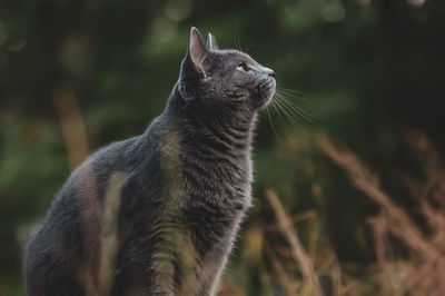 Close-up of a cat looking away