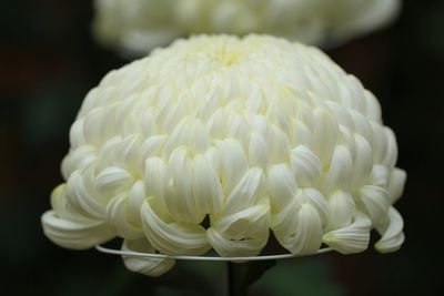 Close-up of white roses