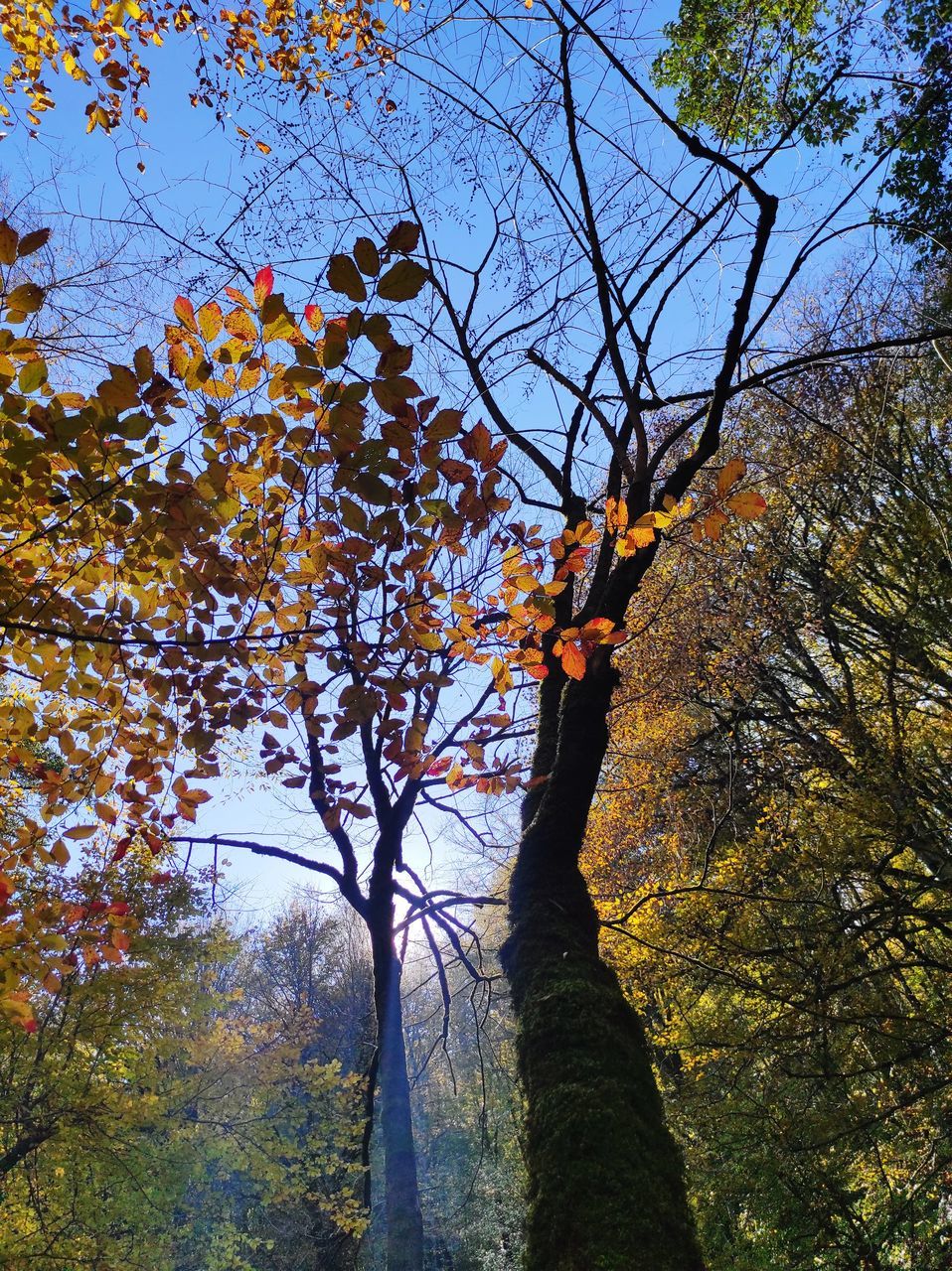 tree, plant, autumn, leaf, nature, sunlight, branch, low angle view, beauty in nature, growth, sky, woodland, day, tree trunk, trunk, forest, tranquility, outdoors, no people, flower, land, scenics - nature, plant part, tranquil scene