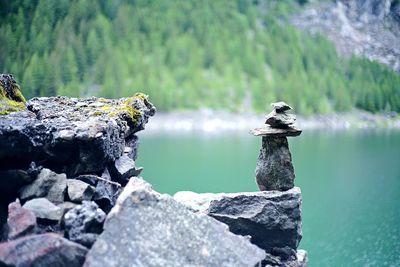 View of turtle on rock by lake