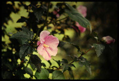 Close-up of pink flowers