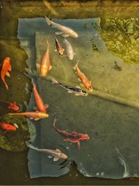 High angle view of koi carps swimming in lake