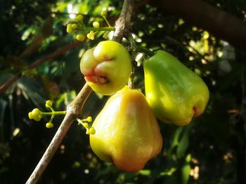 Close-up of fruits growing on tree