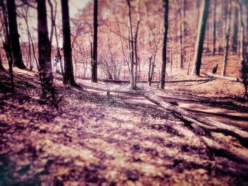 Trees in forest during autumn