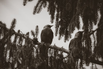 Low angle view of birds perching on tree in forest