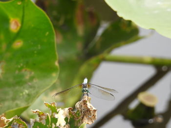 Close-up of dragonfly on leaf