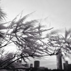 Low angle view of bare trees against the sky