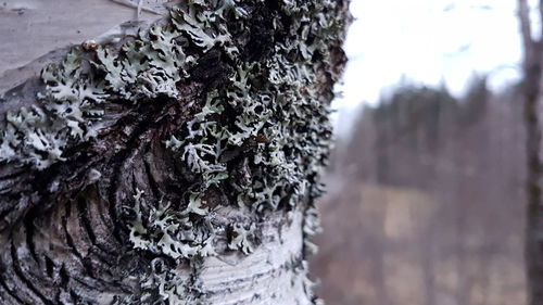 Close-up of tree