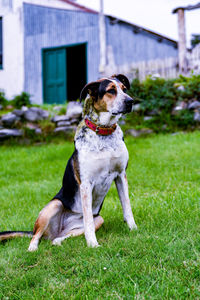 Dog on field