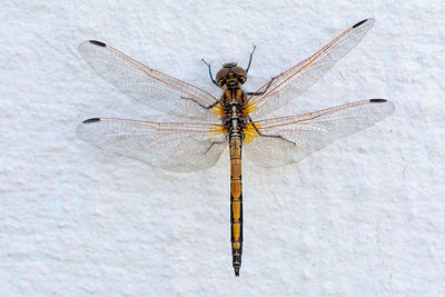 Close-up of dragonfly on wall