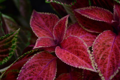 Close-up of red leaves on plant during autumn