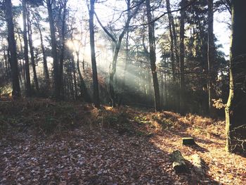 Trees in forest