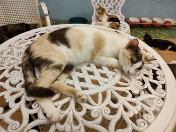 Close-up of a cat sleeping in basket