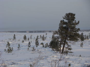 Trees on snow covered land against sky