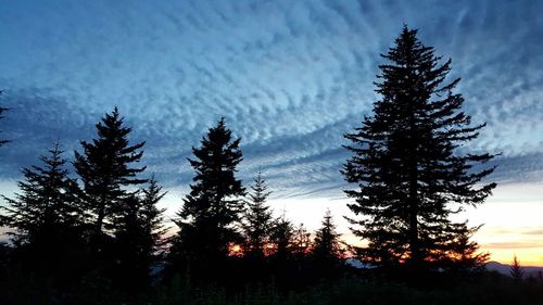 Low angle view of trees against sky