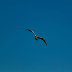 Low angle view of bird flying against blue sky