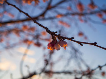 Low angle view of cherry blossom on branch
